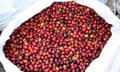 ETHIOPIAN YIRGACHEFFE COFFEE BEANS MEDIUM ROASTED 5 POUNDS