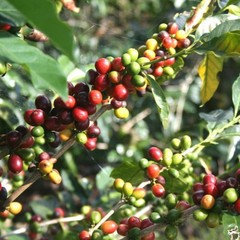 Java Arabica Coffee Beans Fresh Roasted Single Origin Indonesian Whole Bean 1kg