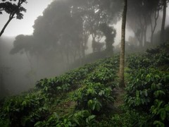 TANZANIAN KILIMANJARO COFFEE BEANS PEABERRY MEDIUM ROAST 2 POUNDS