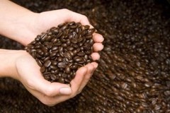 PANAMA BOQUETE COFFEE BEANS MEDIUM ROASTED 5 POUNDS