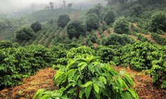 ETHIOPIAN YIRGACHEFFE COFFEE BEANS MEDIUM ROASTED 5 POUNDS
