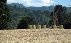 SUMATRA COFFEE BEANS MEDIUM ROASTED 5 POUNDS