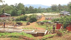 ETHIOPIAN YIRGACHEFFE COFFEE BEANS MEDIUM ROASTED 5 POUNDS