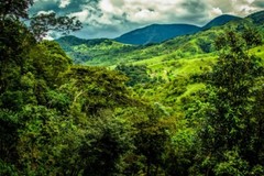 PANAMA BOQUETE COFFEE BEANS MEDIUM ROASTED 5 POUNDS
