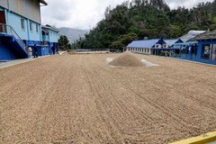 ETHIOPIAN YIRGACHEFFE COFFEE BEANS MEDIUM ROASTED 5 POUNDS