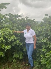 PANAMA BOQUETE COFFEE BEANS MEDIUM ROASTED 5 POUNDS