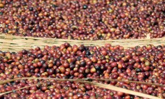 SUMATRA DARK ROASTED COFFEE BEANS 5 POUNDS